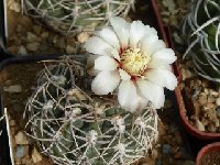 Gymnocalycium ochoterenae v. herbsthoferianum GN100-252_Kuentz_S.09_P7 FA.jpg